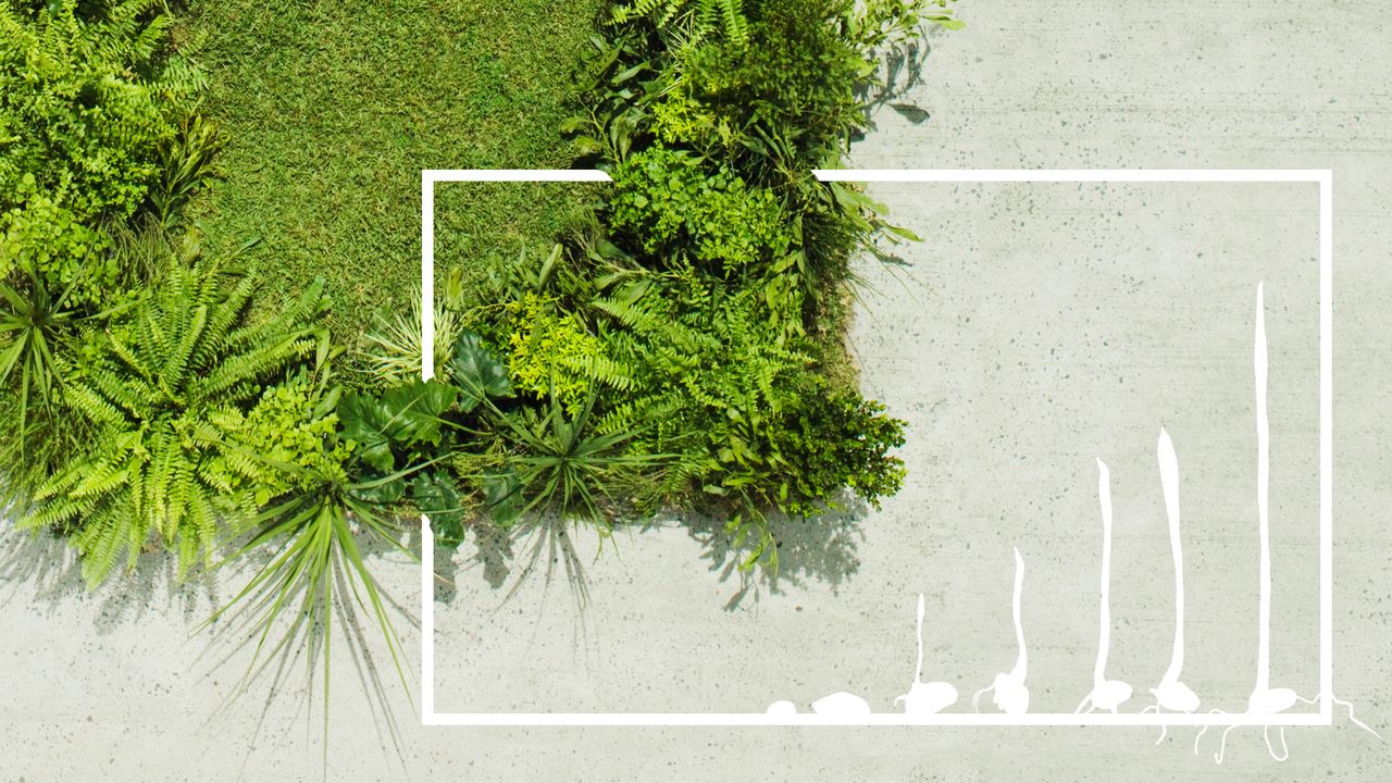 How to Reseed a Lawn: 8 Easy Steps to a Lush Yarn