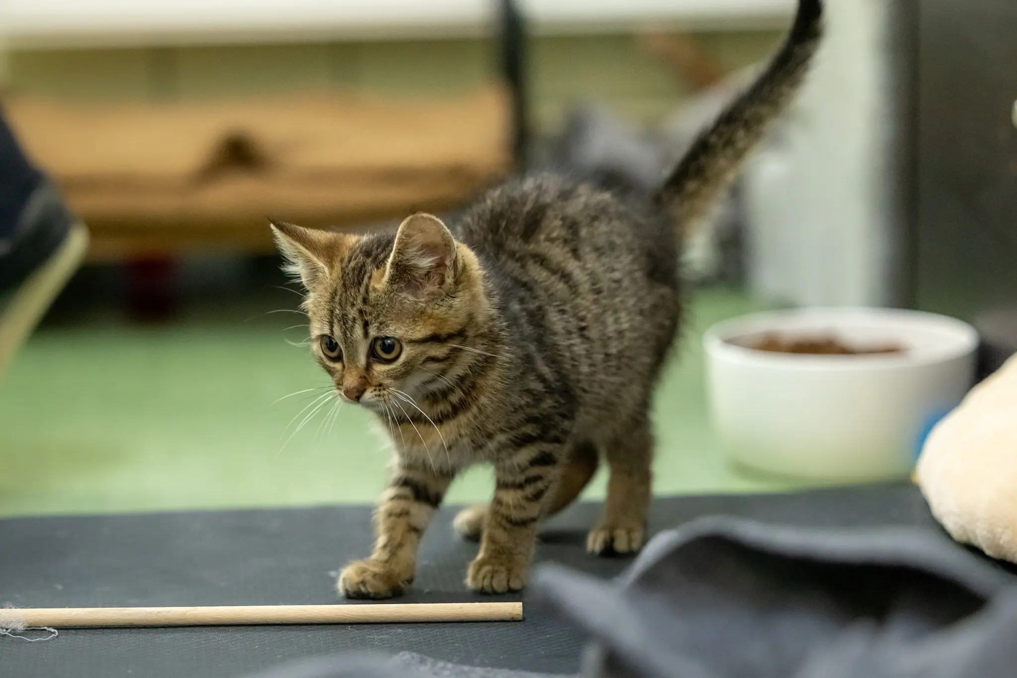 Illegale Tierimporte bergen hohe Risiken für Mensch und Tier
