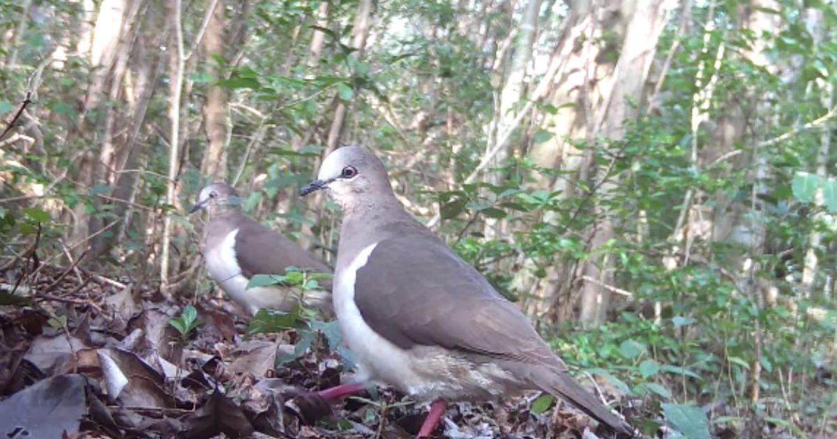 Chester scientists working to prevent extinction of endangered bird
