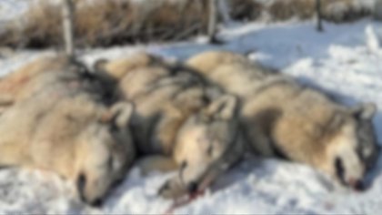 Três lobos são mortos a tiros em área sem proteção federal nos EUA; foto viraliza e gera indignação