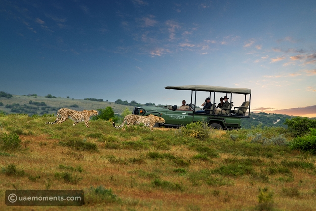 5 Reasons You Need to Add Shamwari Private Game Reserve to Your Holiday List