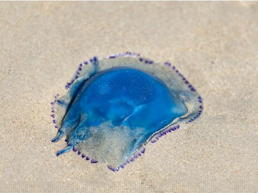 Extreme weather, jellyfish knock one-fifth of France’s nuclear capacity offline