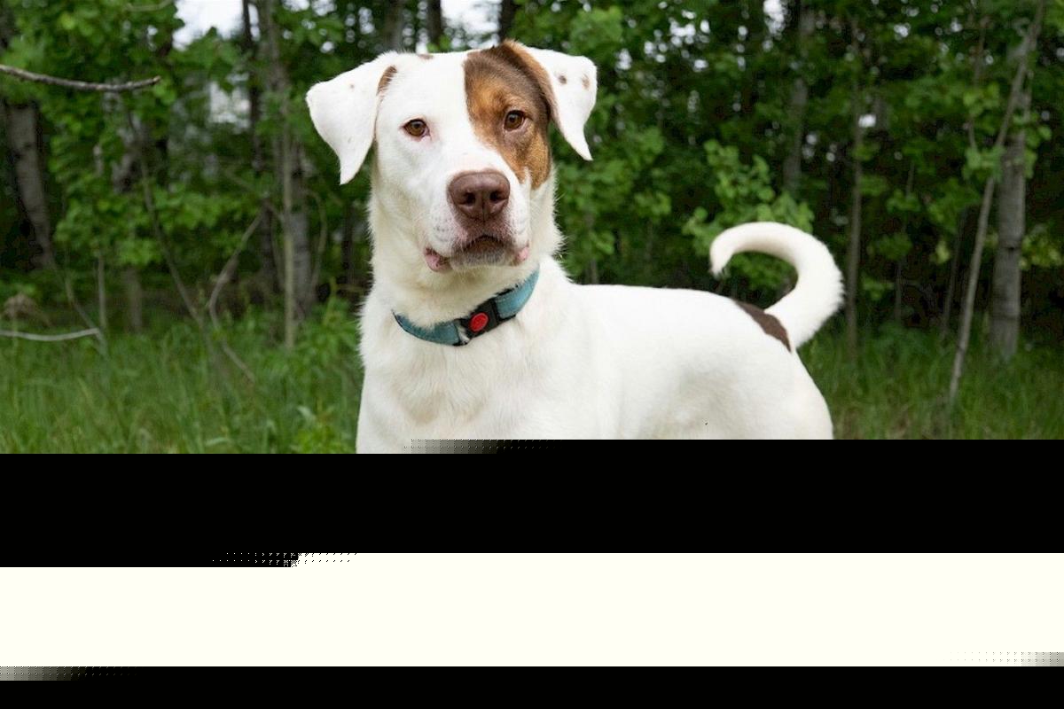 St. Cloud Foster Dog Tyler Is Ready To Meet His Forever Family