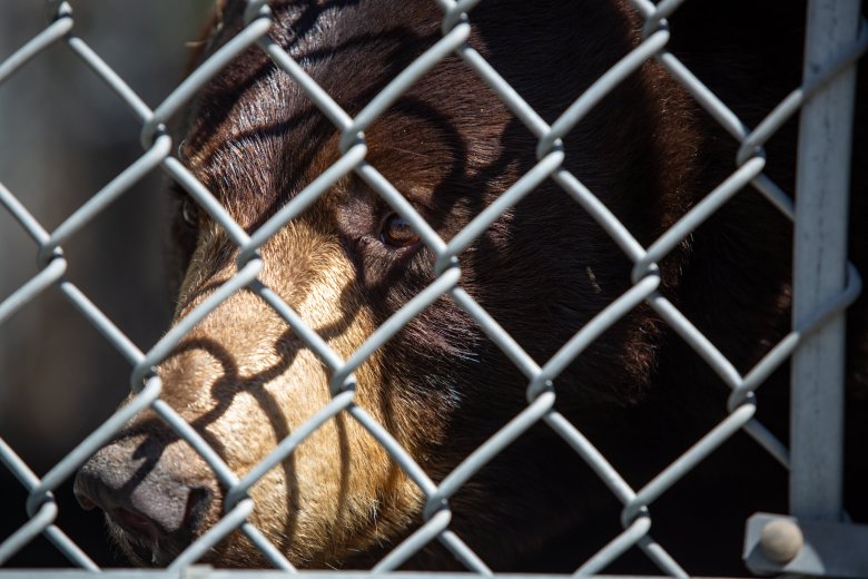 Black bear dies at Maine Wildlife Park in Gray
