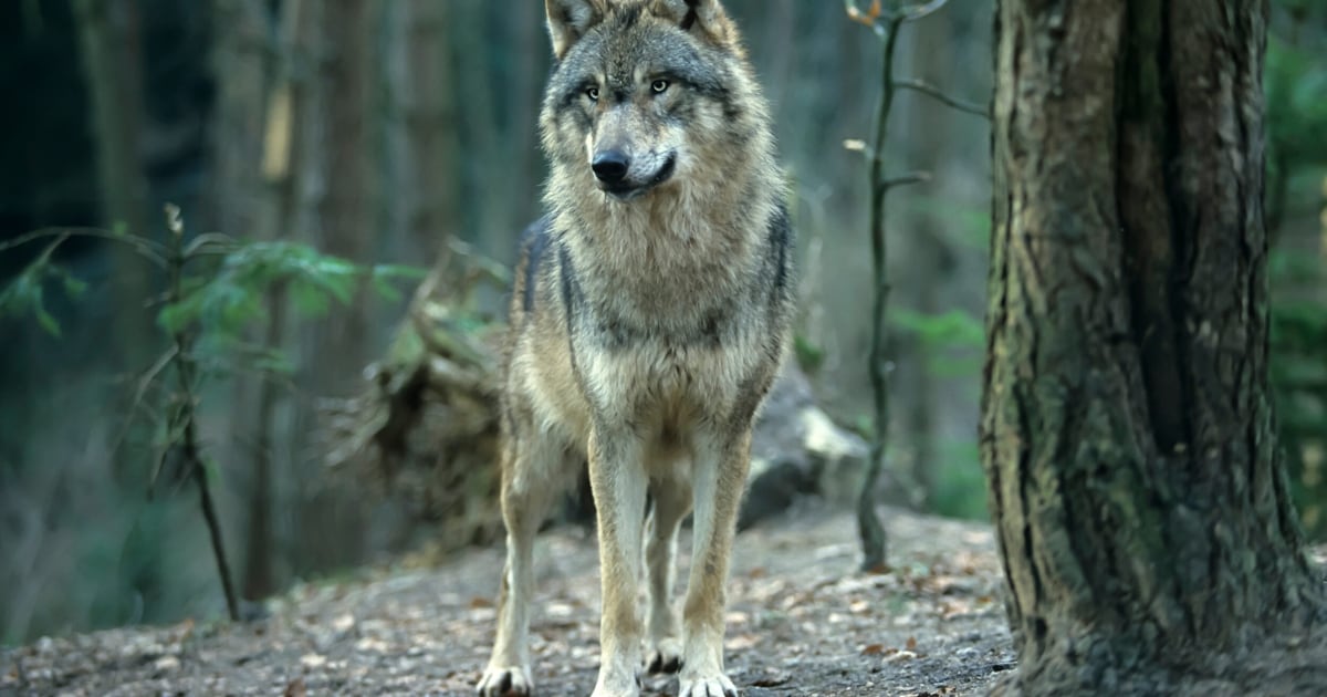 Nach Rissen - Wolf im Montafon von Jäger erschossen