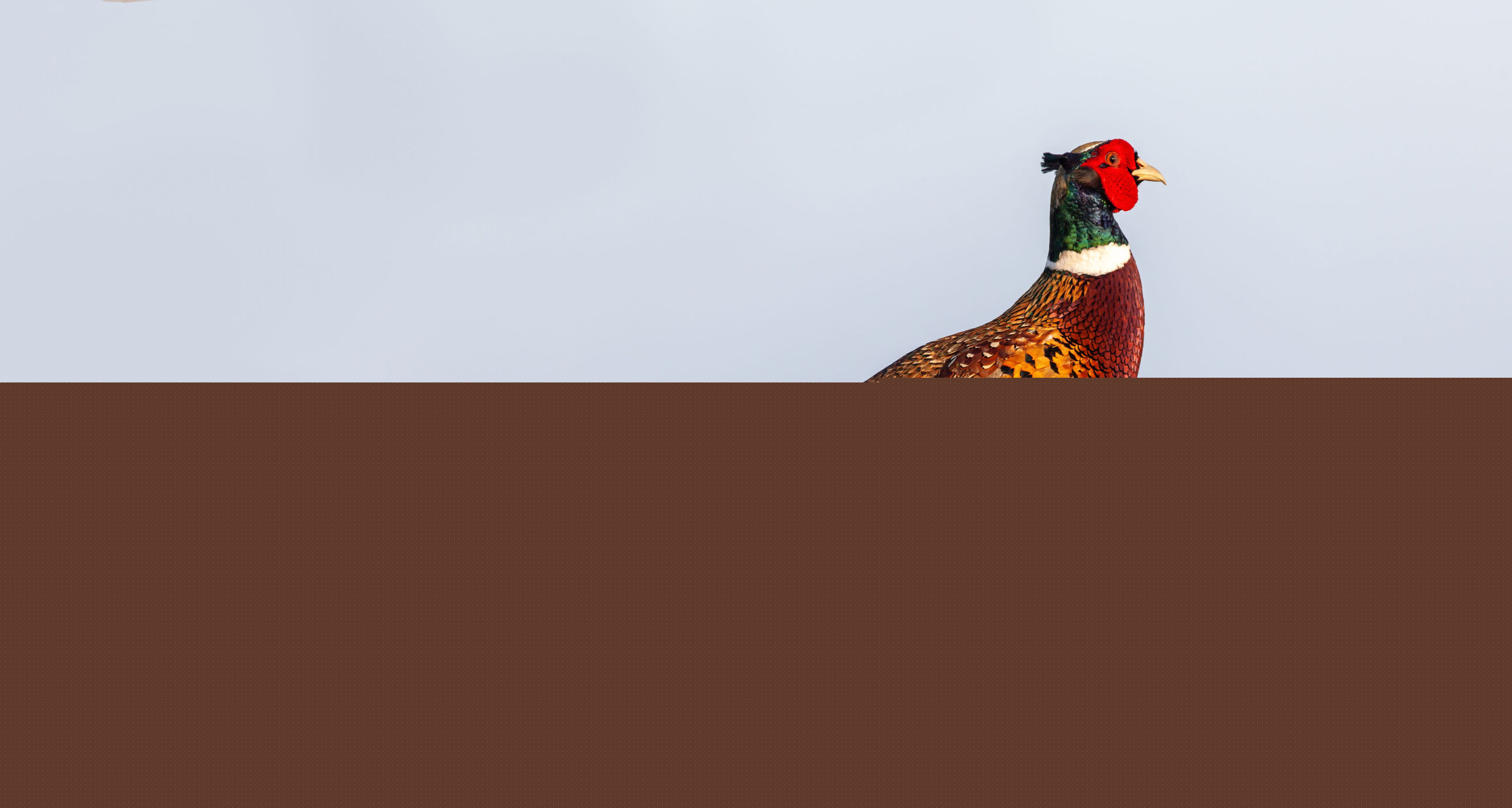 Ringneck Pheasant: “America’s” Gamebird