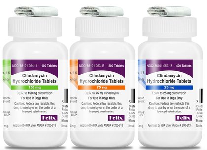 FDA approves new antimicrobial drug for canine infections