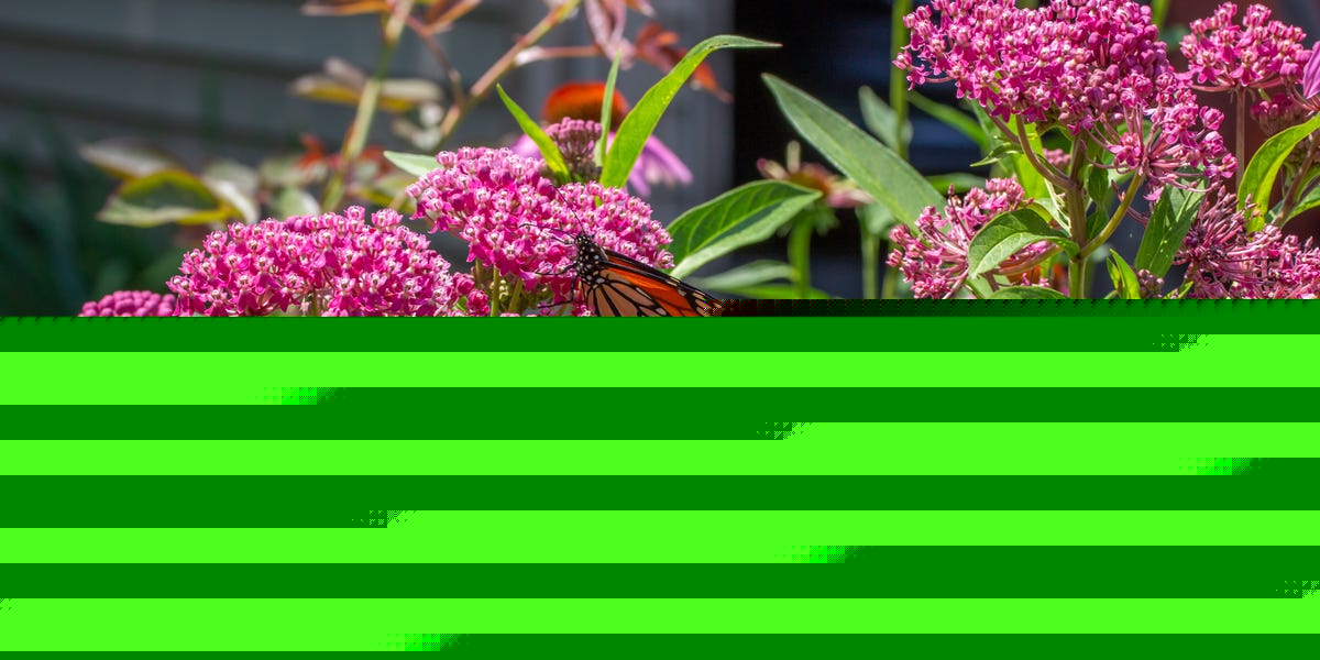 The 8 Best Flowers to Grow in Late-Summer Gardens, According to Horticulturists