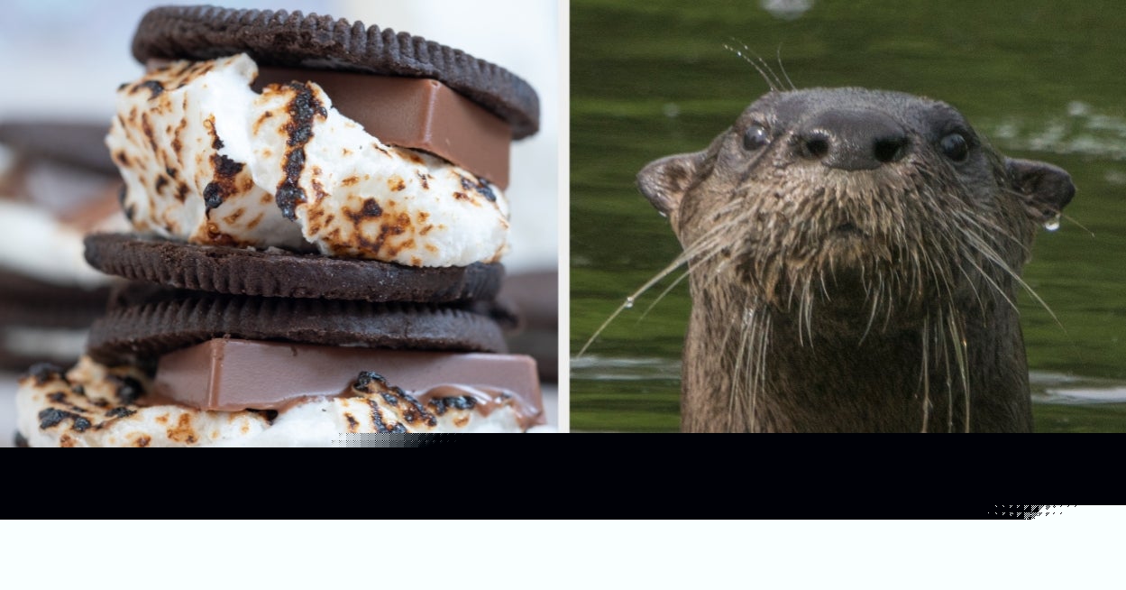 Just In Time For National S'mores Day, Make A MEGA S'more To Reveal Your Summer Animal Twin
