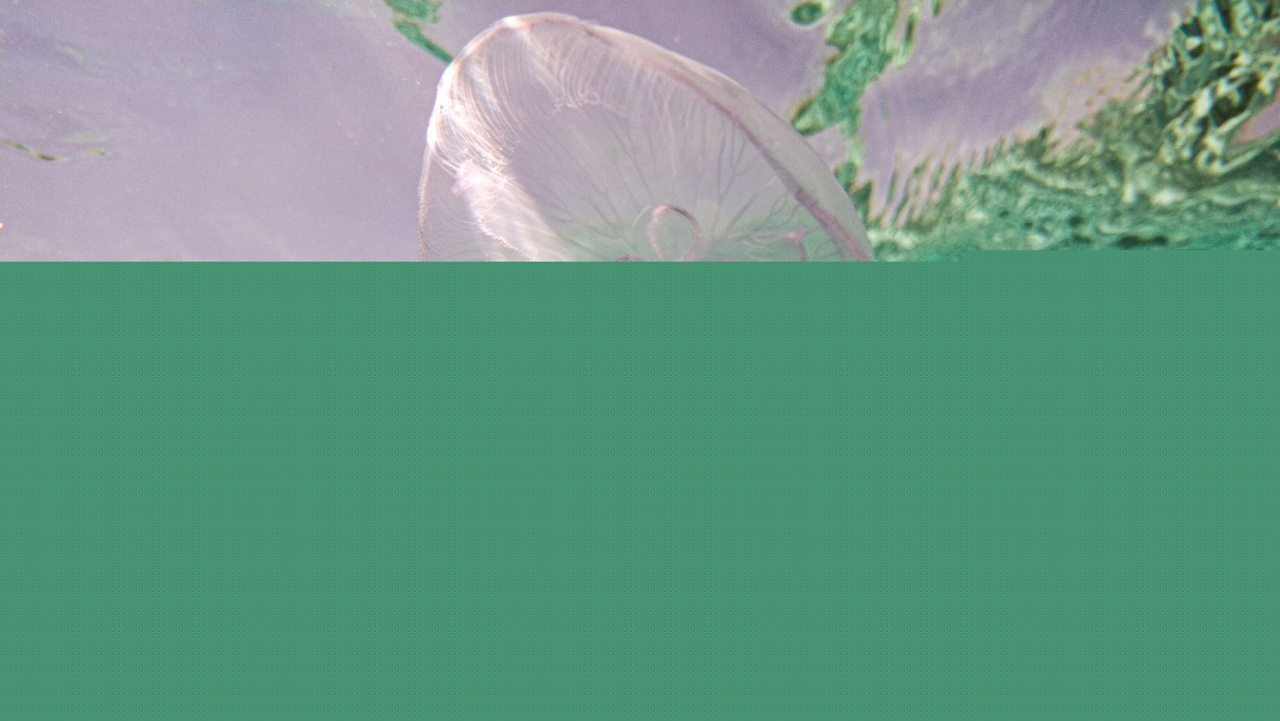 MedusApp permite saber si hay medusas en una playa en tiempo real con su nuevo mapa