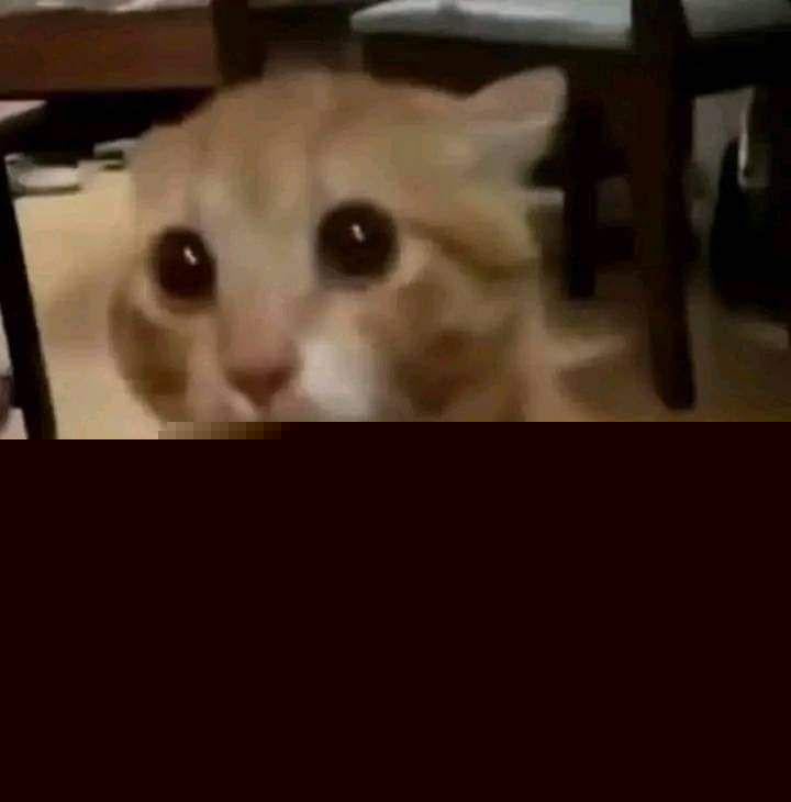 Cats - Gasp