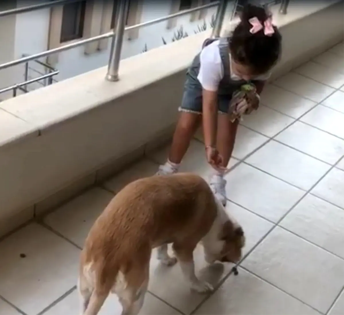 Minik Gökçe'den Hayvan Sevgi Dolu Davranış