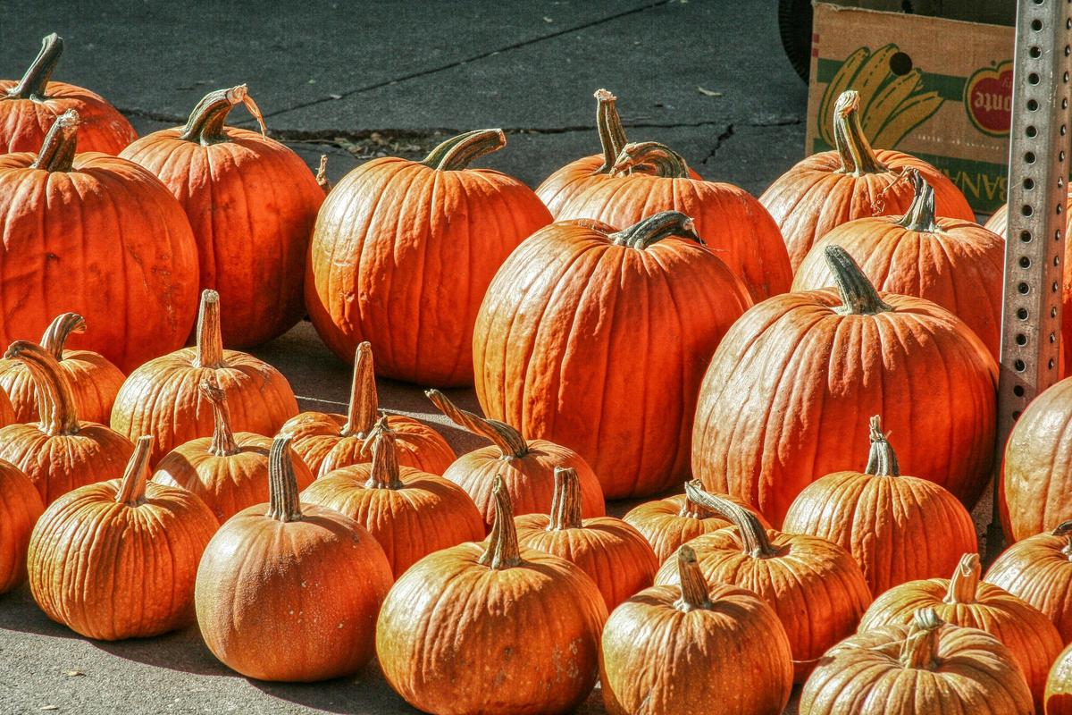 The Pumpkin Lot Moves And Brings Fresh Fall Fun To Kalamazoo