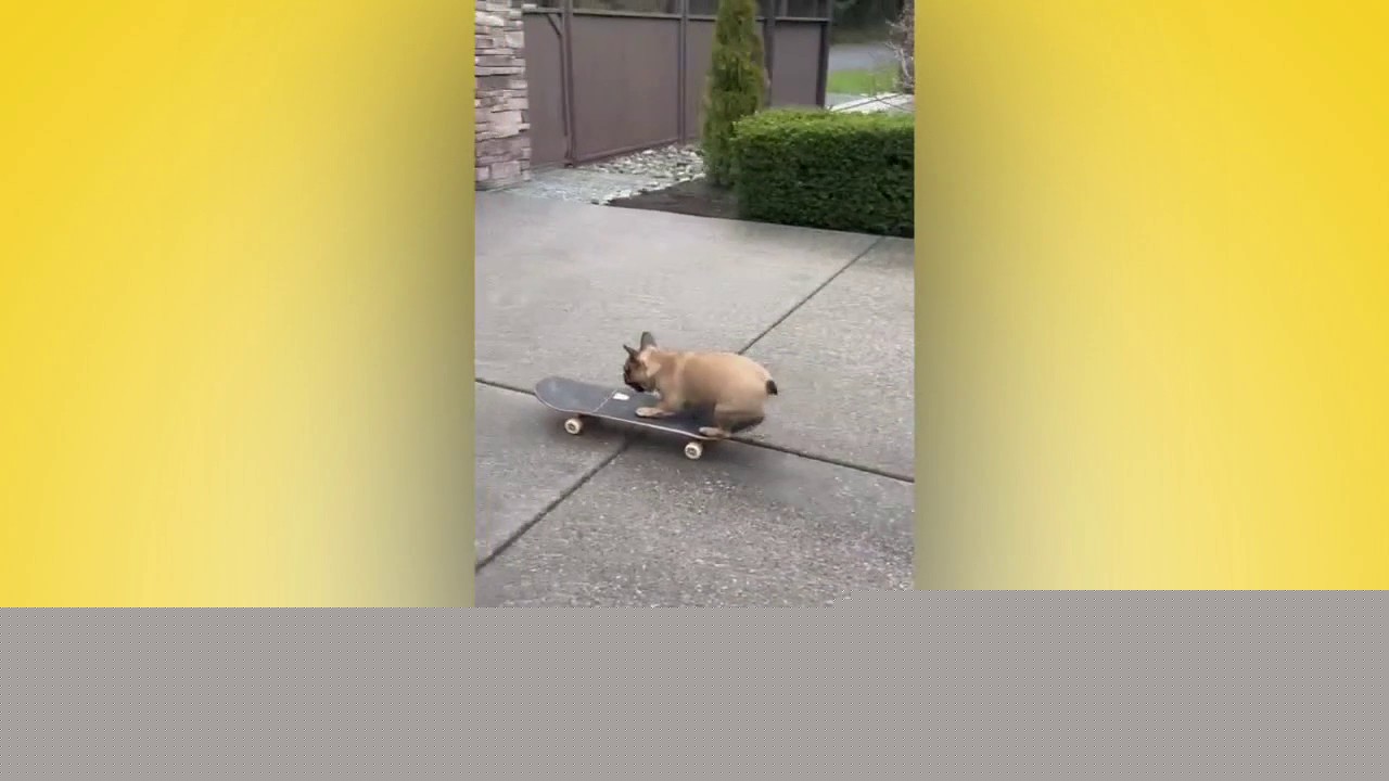 Good Day Pet Tricks for Wednesday, July 29