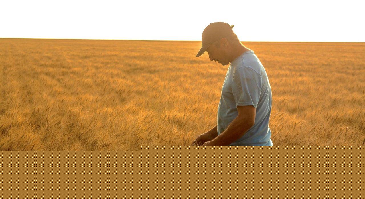 U.S. Wheat chairman  warns of zero farm profitability
