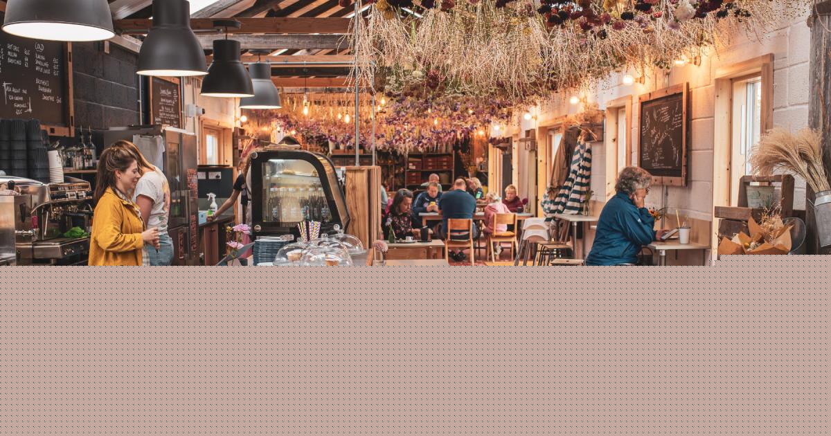 The 'delightful oasis' of a Dorset cafe where you can pick your own blueberries