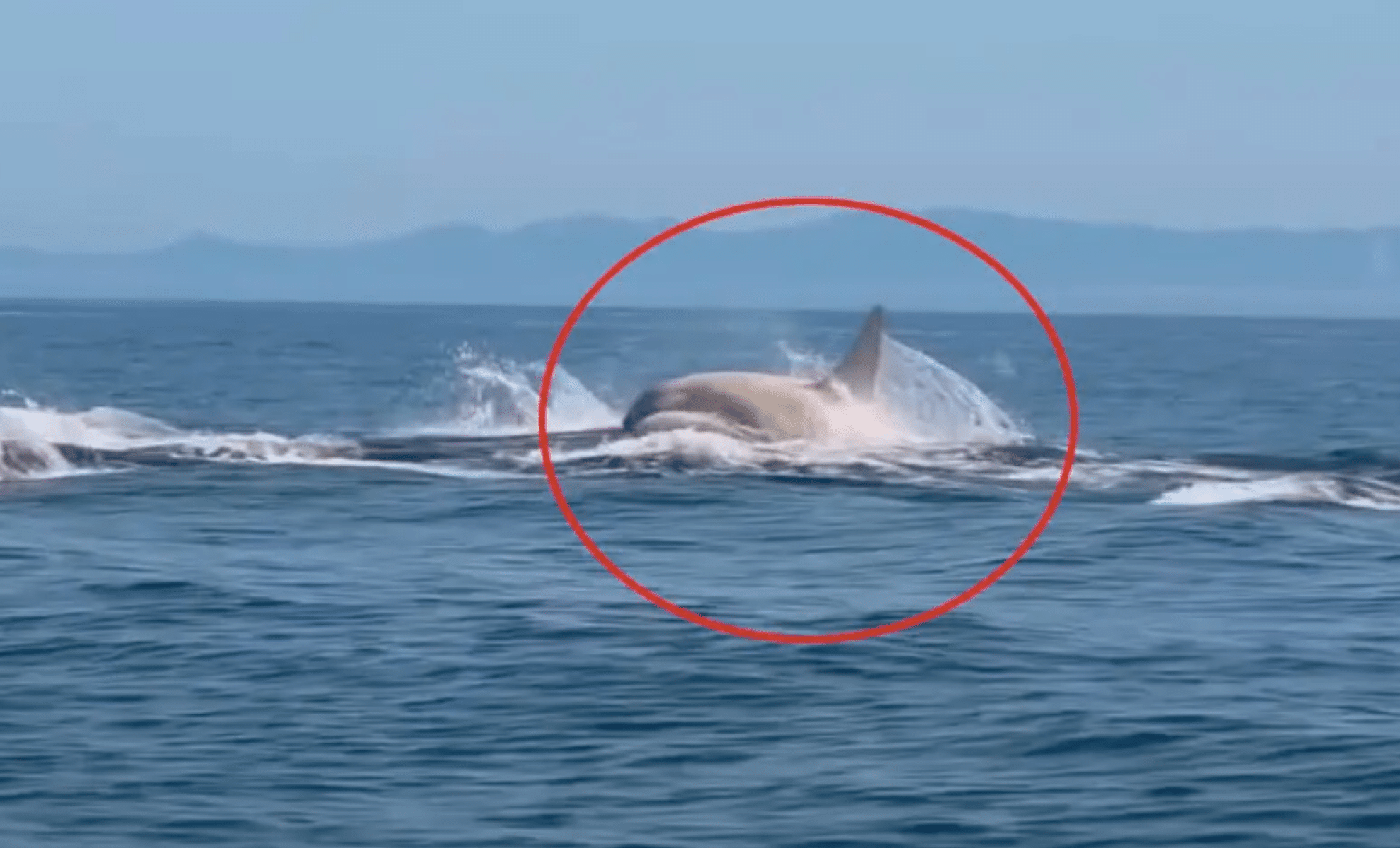 Comment on Rare Creature Spotted Leaping from the Ocean Off Japan’s Coast by Bob