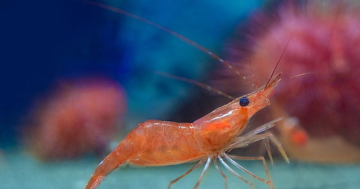 Los camarones reescriben su historia evolutiva tras 125 millones de años