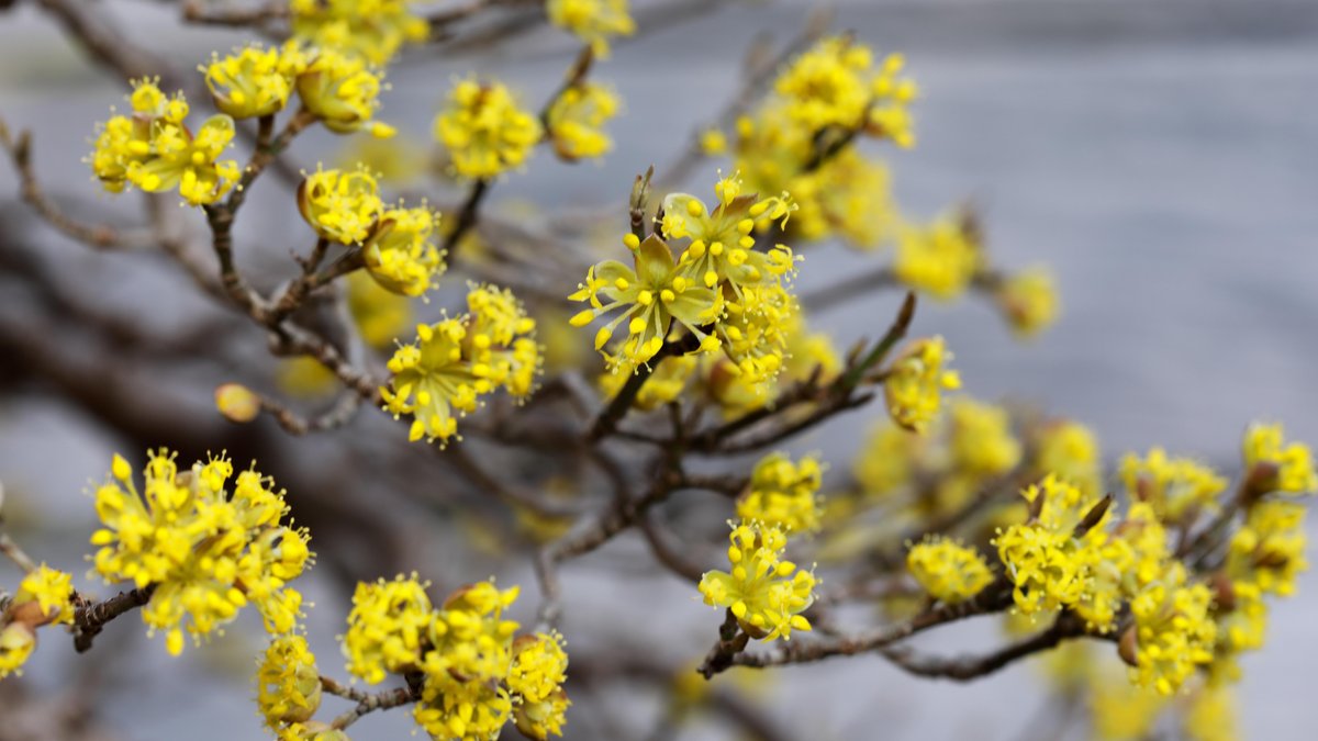Jardinage : découvrez le cornouiller mâle, un arbuste aux fruits acidulés et tonifiants, parfaits pour les confitures et sirops maison !