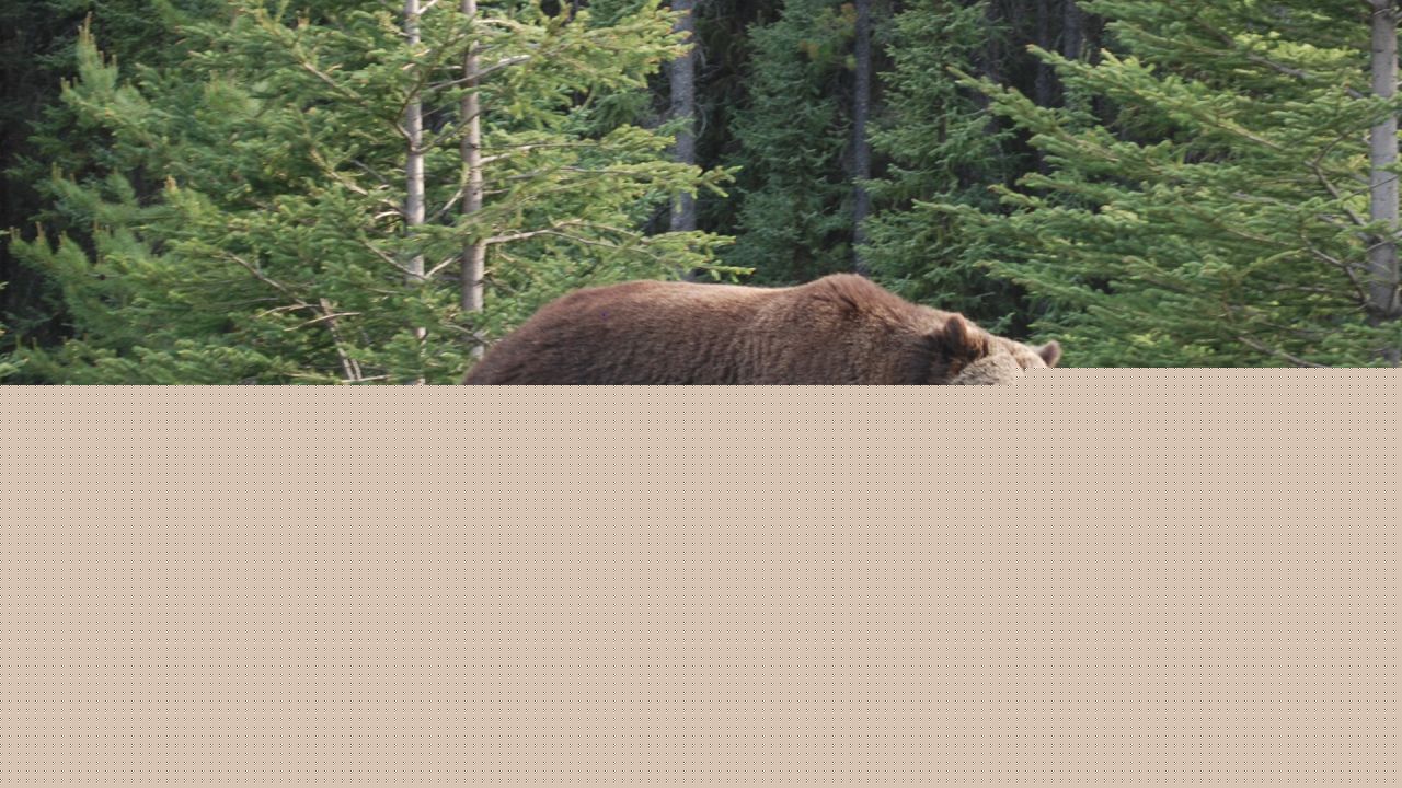 Bear kills two siblings