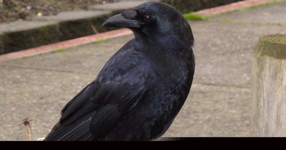 Animal Experts Reveal Stark Reason Why You Should Be Friendly To Crows