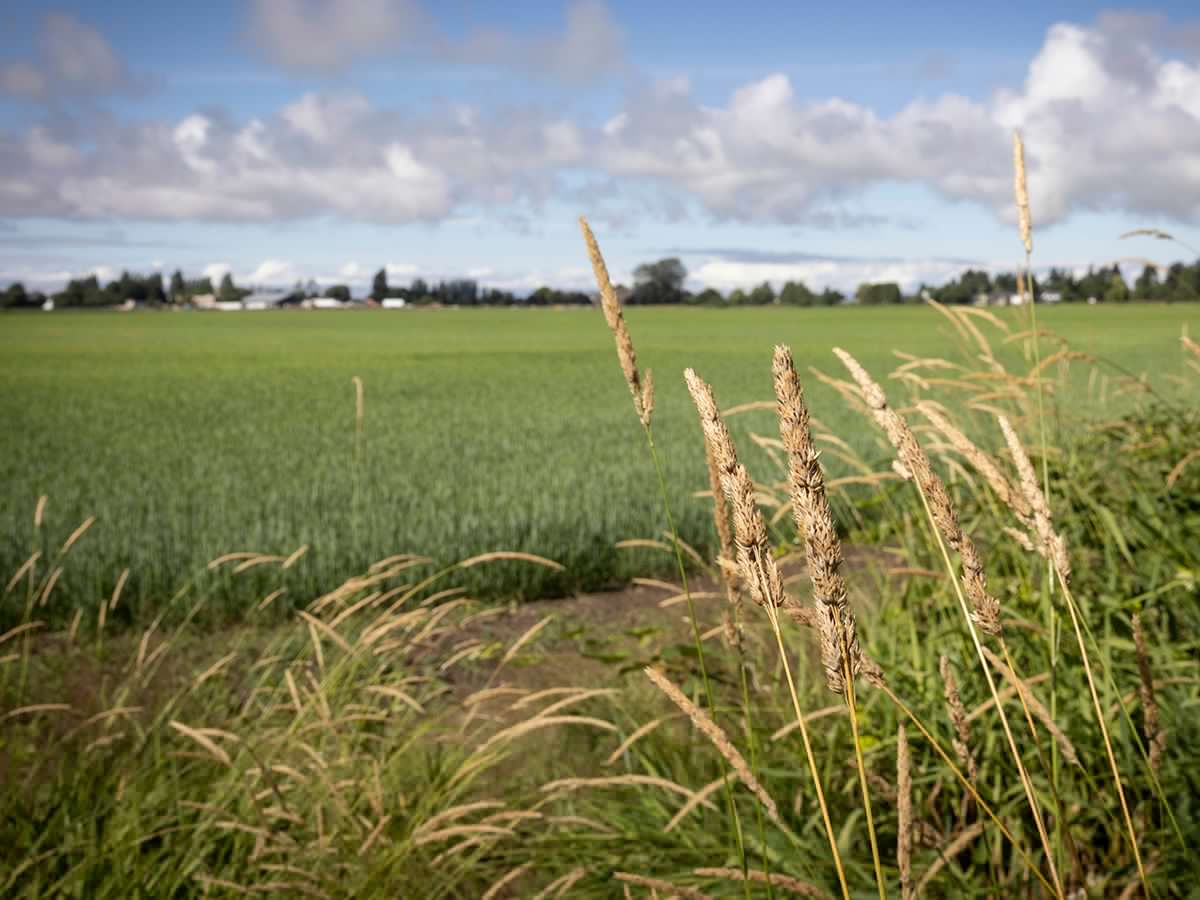 B.C. Conservatives criticize Alberta-Ottawa pipeline plan through southern route