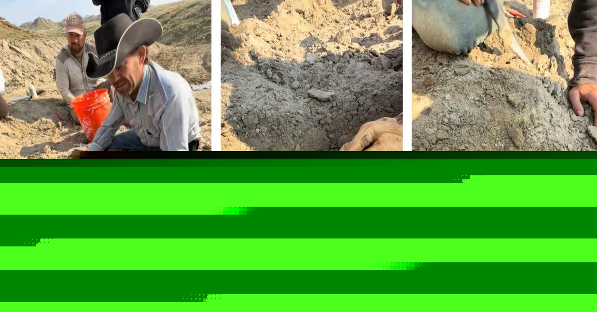Man Discovers a "Wicked" T-Rex Tooth at a Dig Site