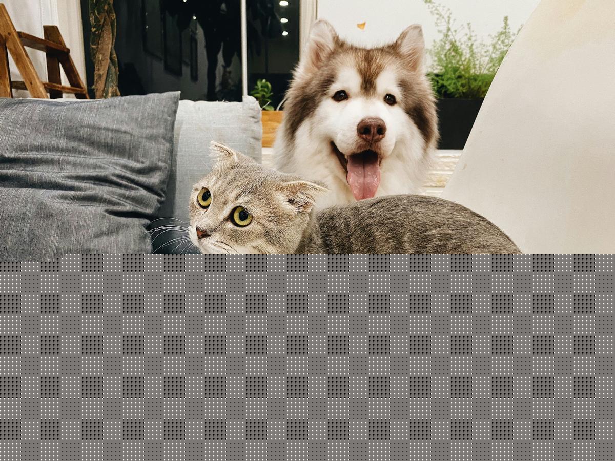 Lubbock Clear the Shelters Event Offers Free Pet Adoptions August 22