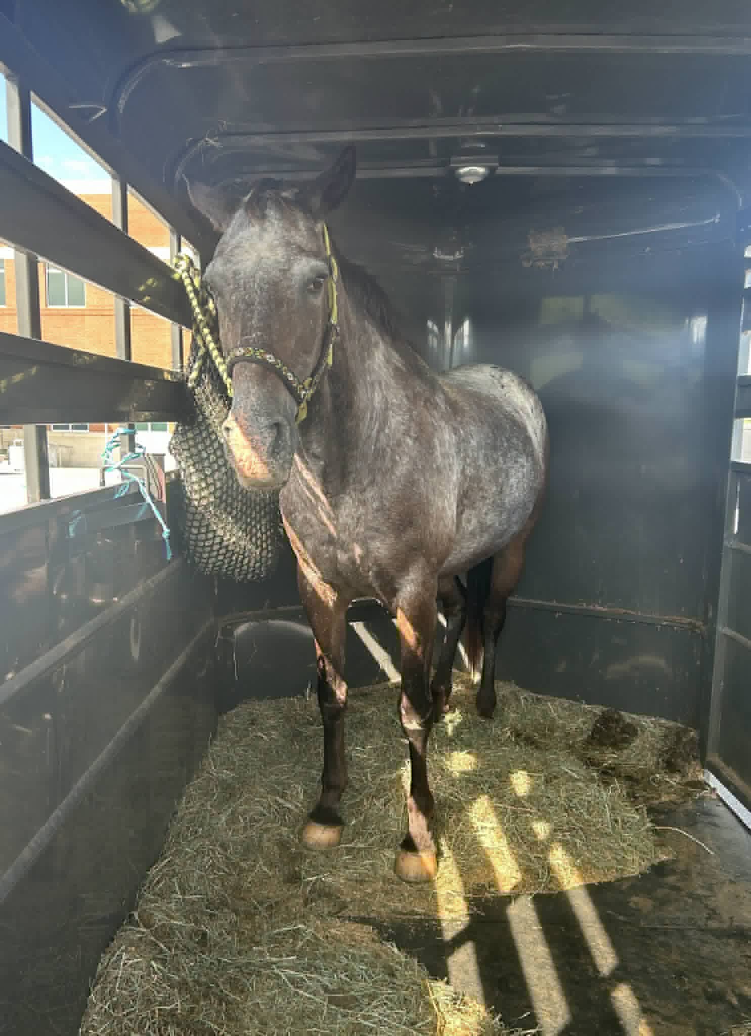Report: Stolen Appaloosa winds up in Northeast Tennessee