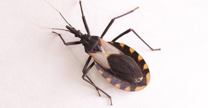 Experts say Chagas disease should be considered 'endemic' based on Texas data. What does that mean?