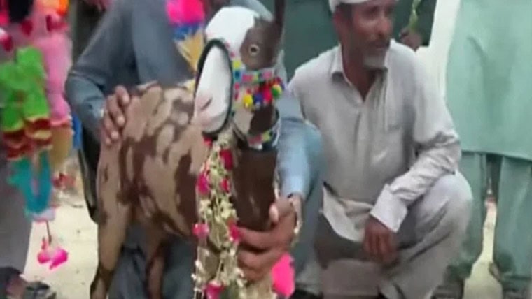 Rare Teddy goat sold for Rs1.8 million in Punjab’s Rajanpur