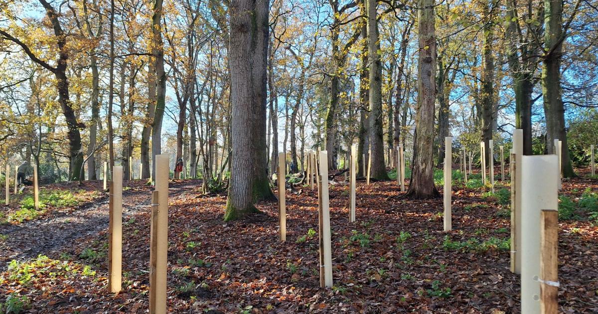 More than 200 trees planted as part of nature recovery project