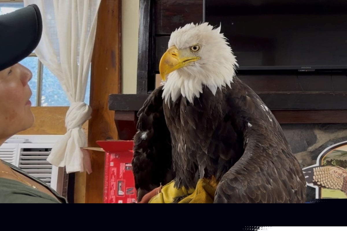 California’s beloved bald eagle Jackie dies from illness weeks after being attacked