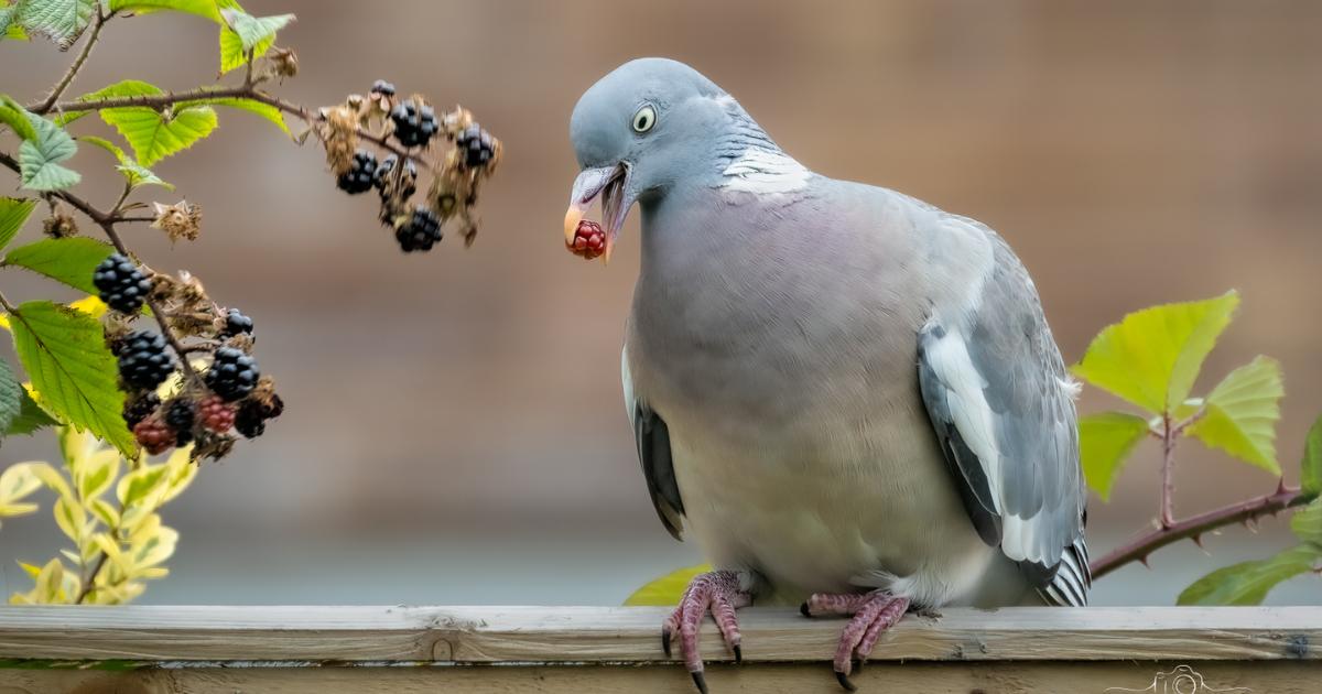 Feathered friends in focus for this week’s Warrington photo challenge