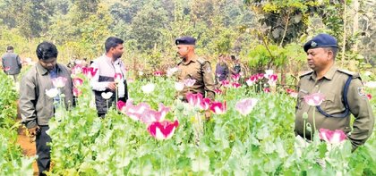 Opium plantation on 2 acre destroyed