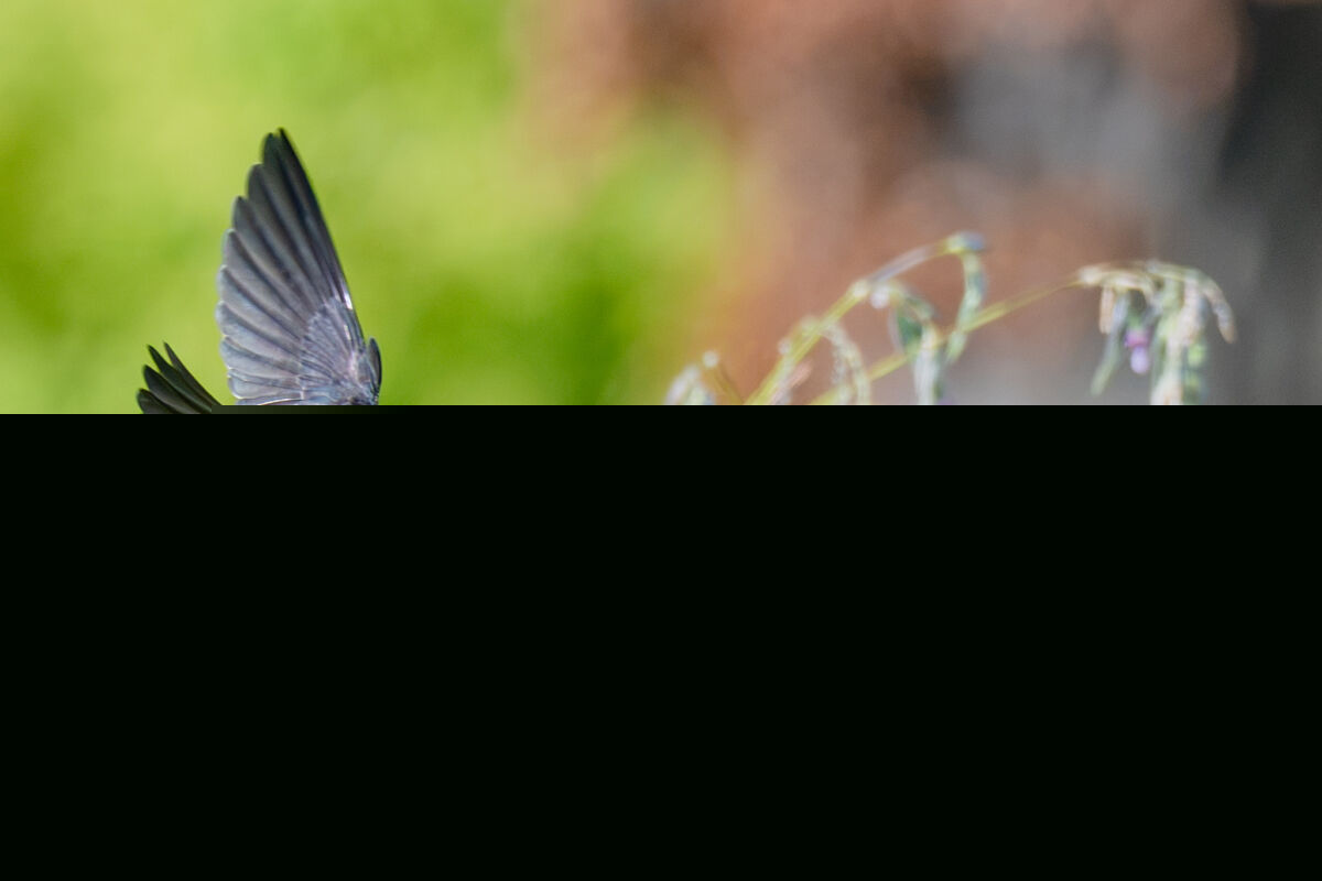 Bird of the week