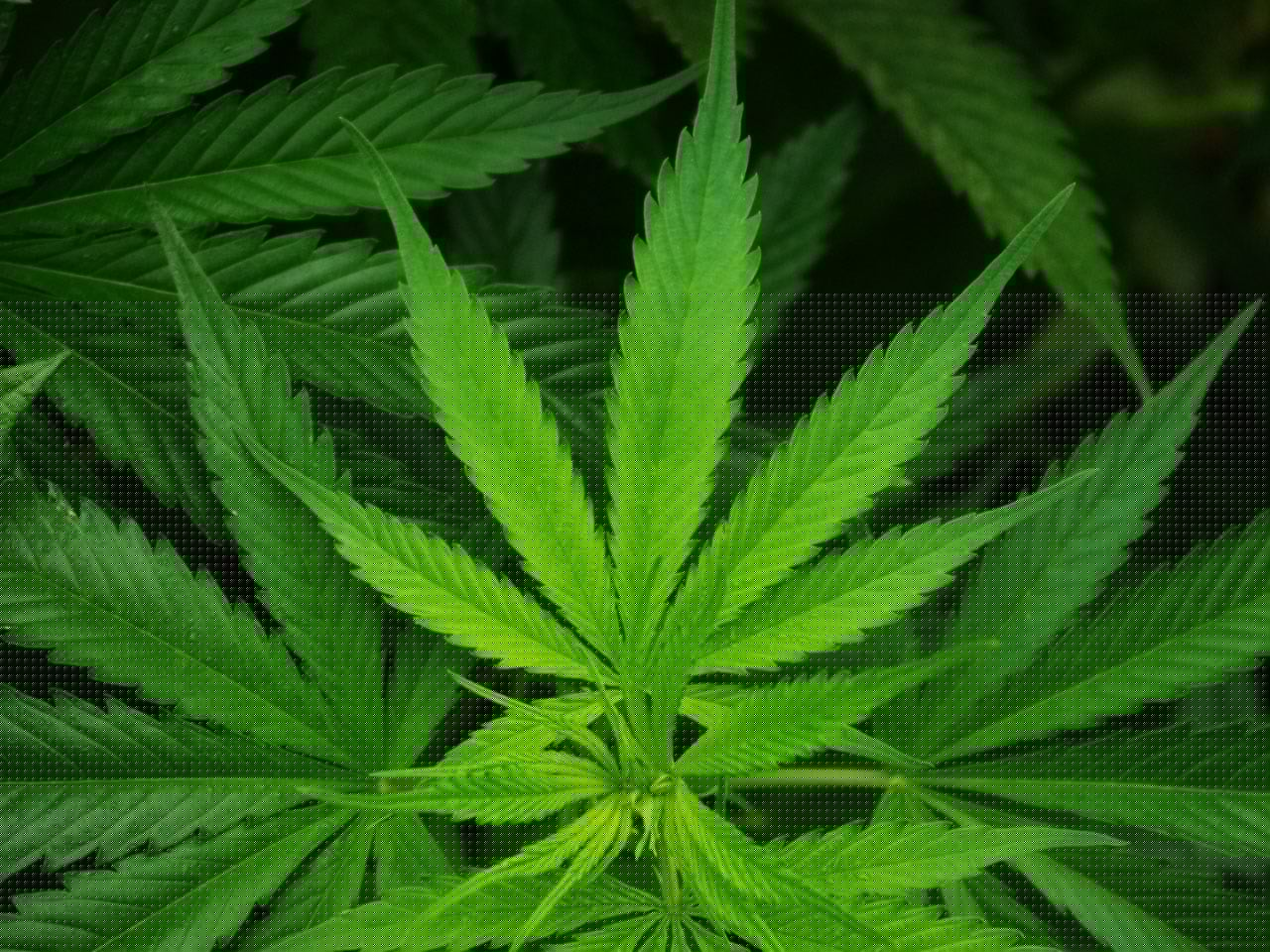 US sees a big jump in nausea cases among frequent marijuana users in the hospital