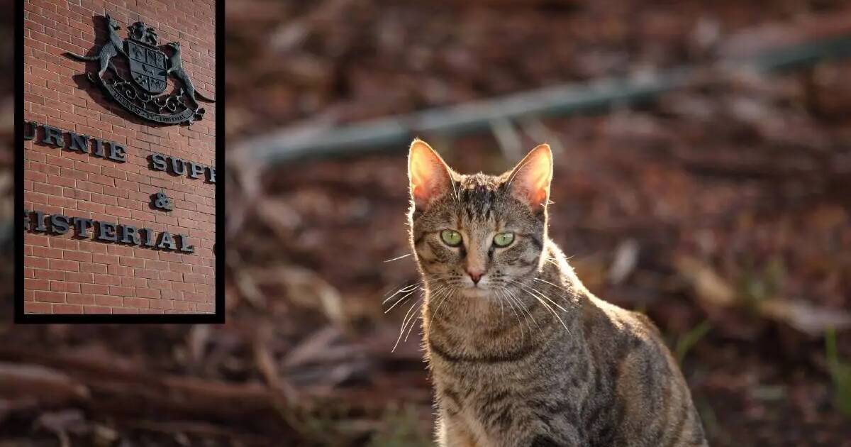 Prison term for a 'cruel' man who drowned 11 trapped cats