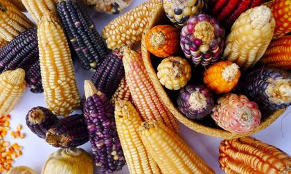 Four Ways Mexico’s Indigenous Farmers Are Practicing the Agriculture of the Future