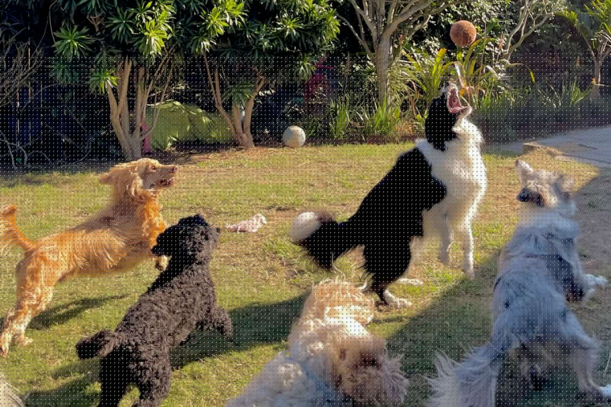 Your Dog Can’t Tell You Daycare Is Stressful—But There Are Signs