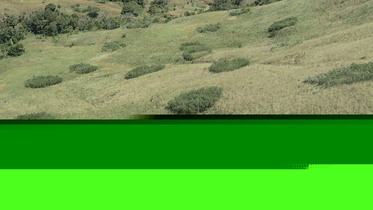 Is planting trees always a good idea? Turns out, it isn’t.