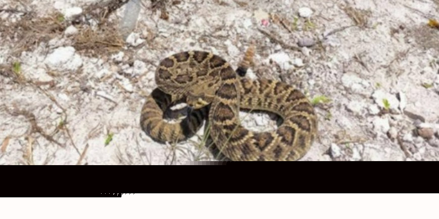 Comment on Investigation Into Reported Rattlesnake Ongoing by Joe Bloggs