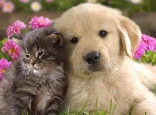 Henrico Police to host rabies vaccination clinic Oct. 18
