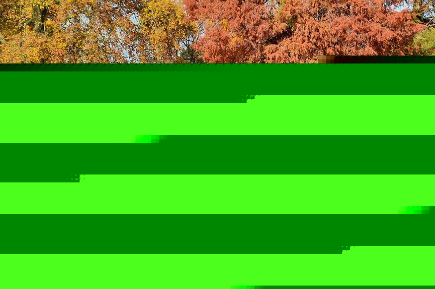 7 Places To See Gorgeous Autumn Leaves In London