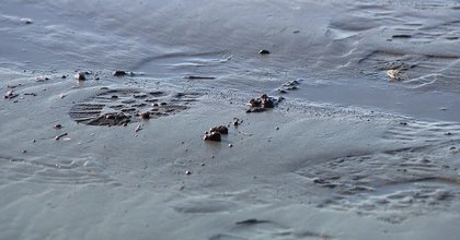 'Severed feet', sneakers and the Salish Sea: The truth behind a viral mystery