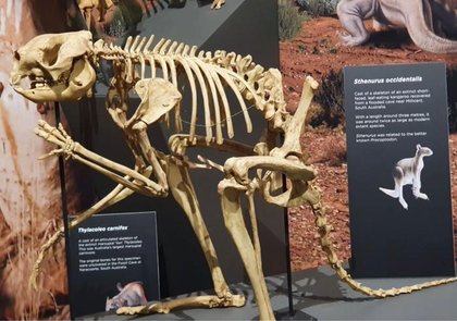 How were giant, ancient kangaroos able to hop?