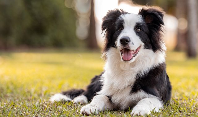 Dogs can differentiate between happy and sad faces,  new study suggests