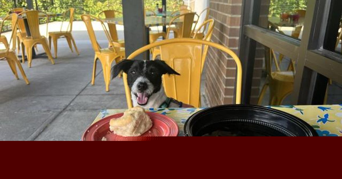 Paws and play: Your ultimate guide to a perfect day with your dog in the Triangle