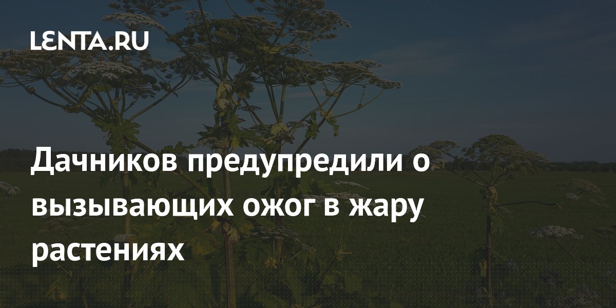 Дачников предупредили о вызывающих ожог в жару растениях