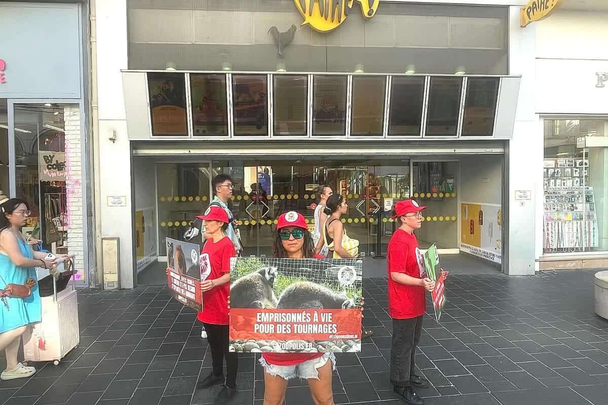 « On utilise les animaux comme des accessoires de décor » : une association manifeste contre un film projeté à Nice